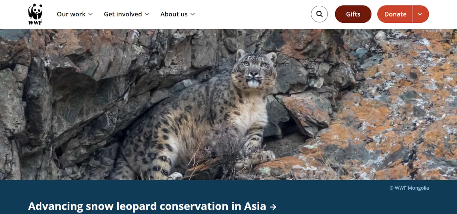 World Wide Fund for Nature (WWF)